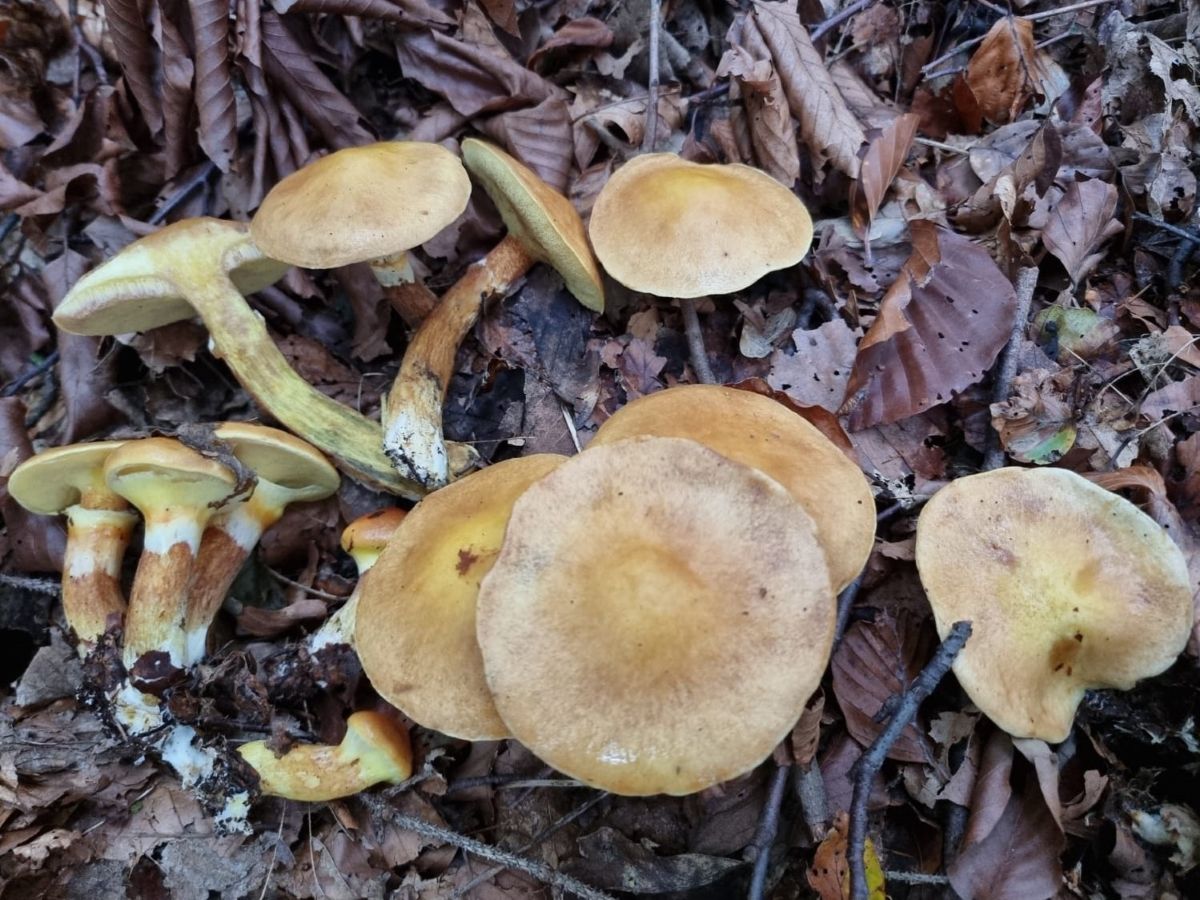 Suillus grevillei