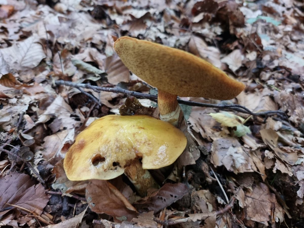 Suillus grevillei