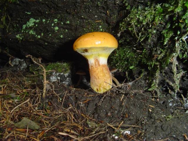 Suillus grevillei