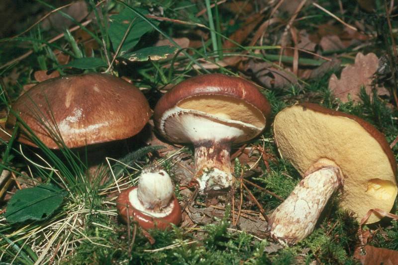 Suillus luteus