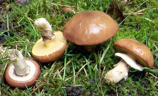 Suillus luteus