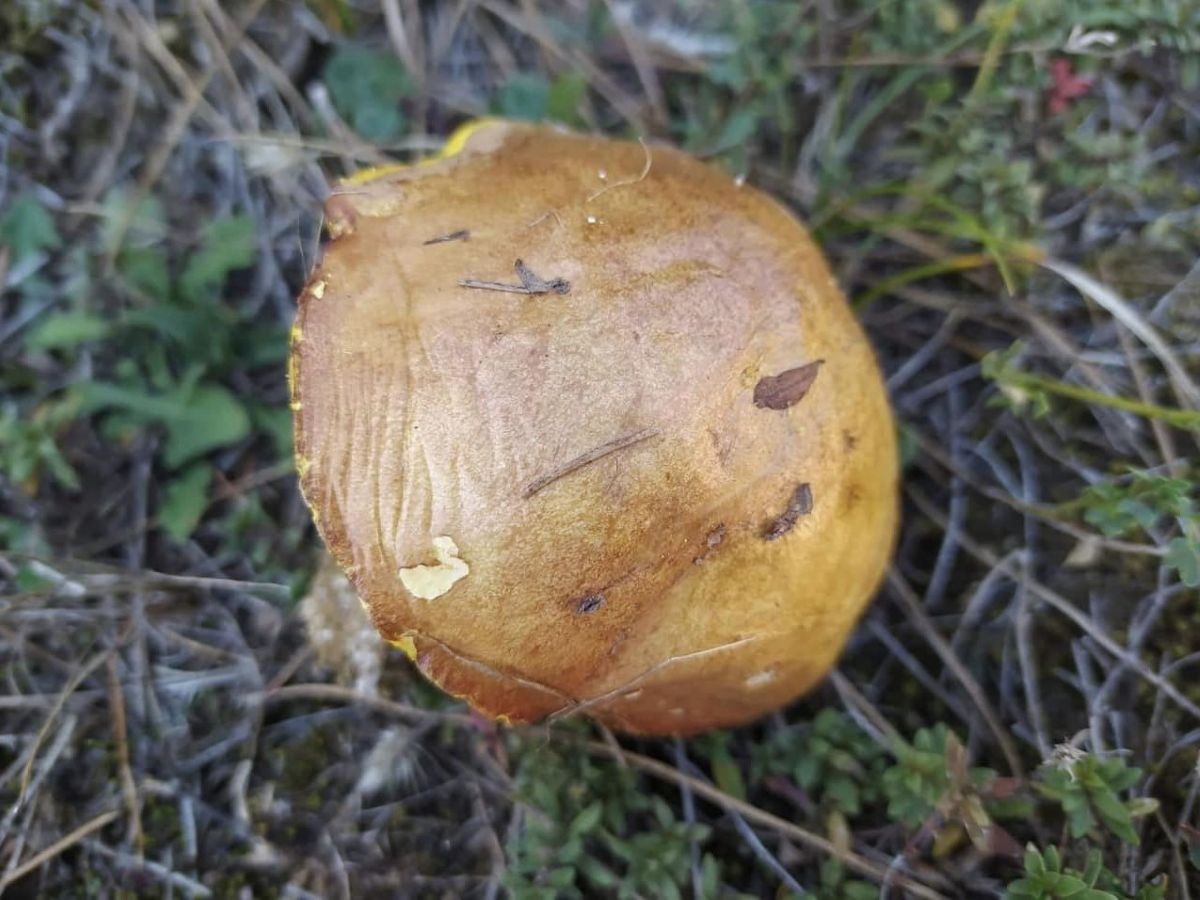 Suillus mediterraneensis