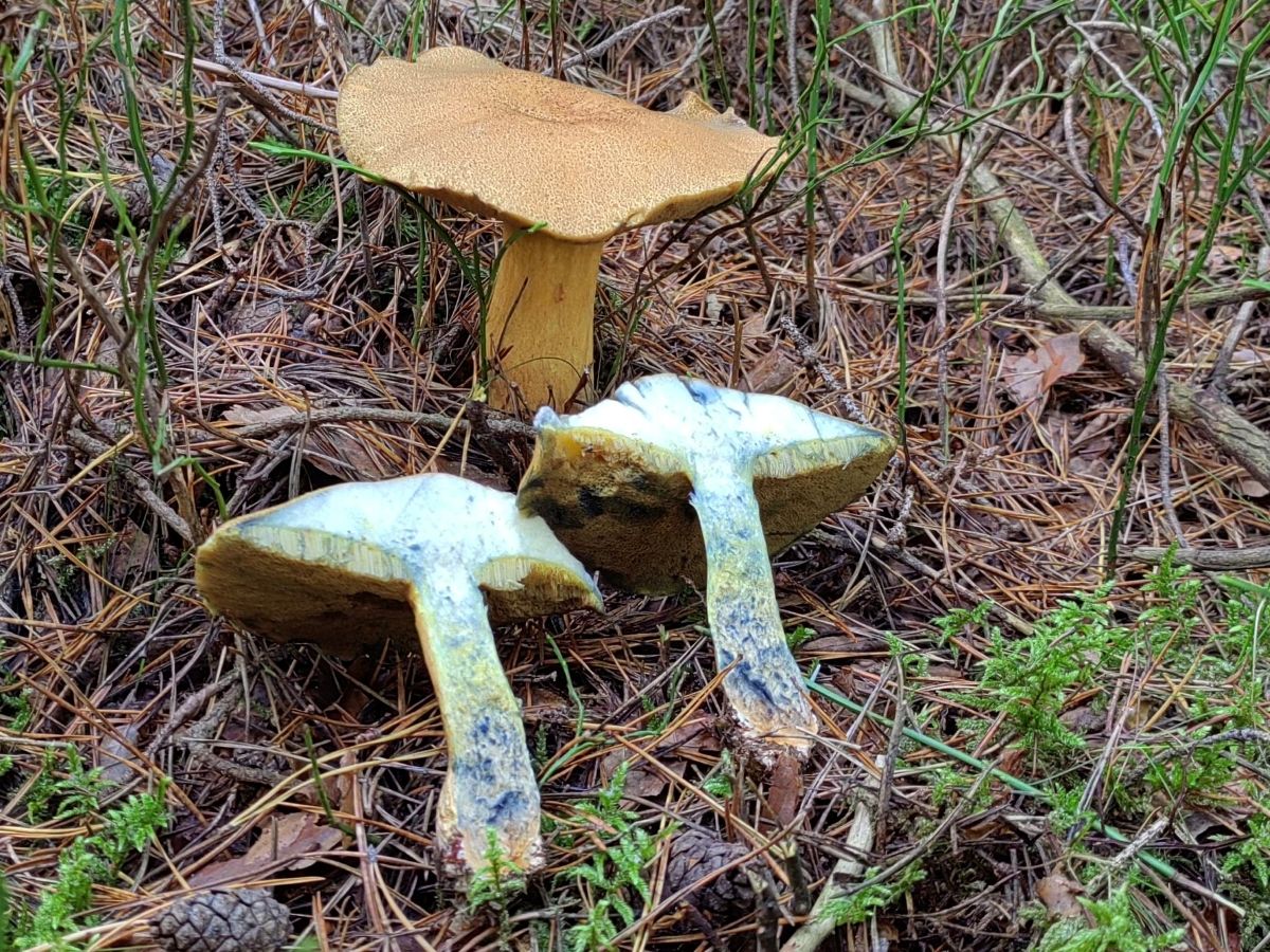 Suillus variegatus