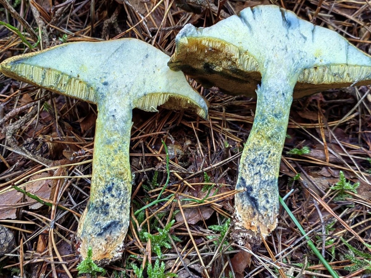 Suillus variegatus