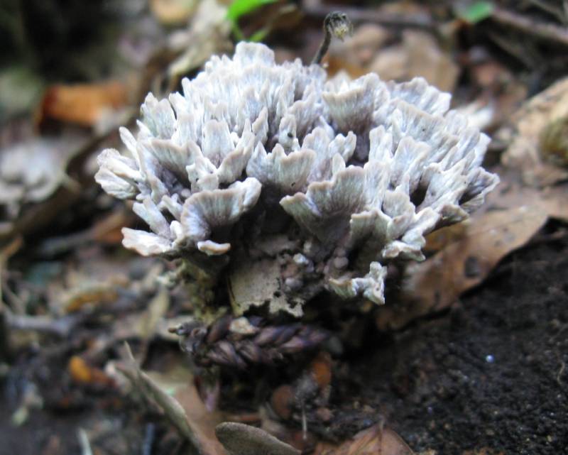 Thelephora anthocephala