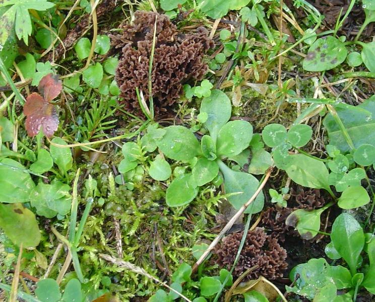 Thelephora palmata