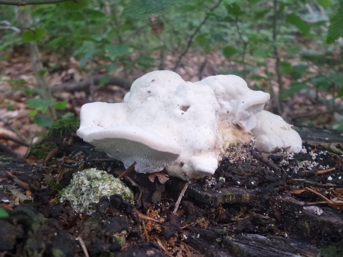 Trametes gibbosa