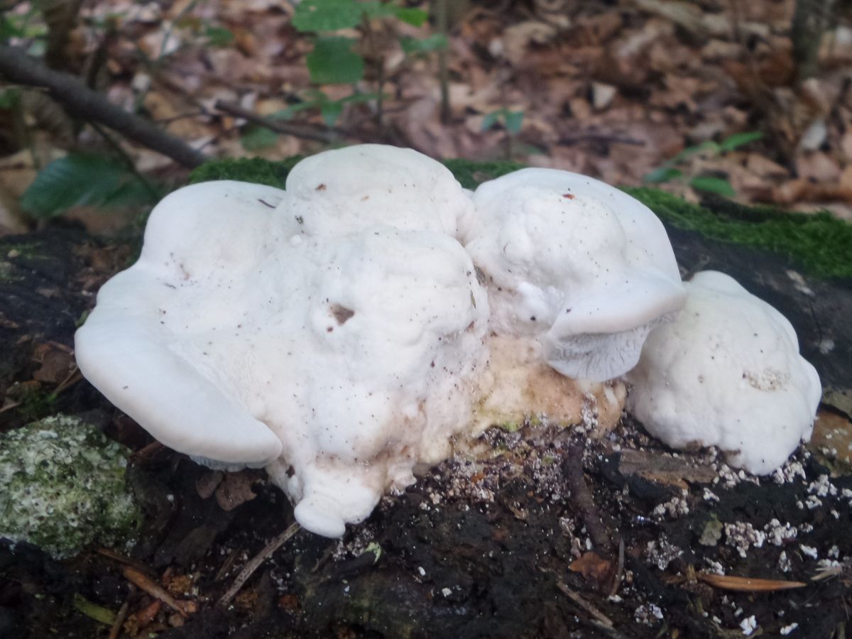 Trametes gibbosa