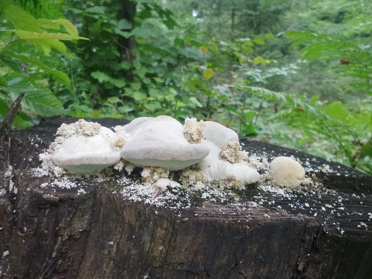 Trametes gibbosa