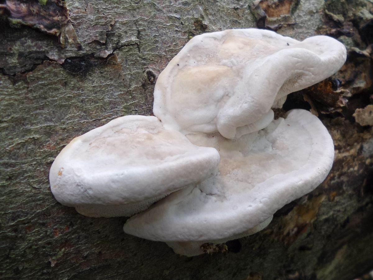 Trametes gibbosa