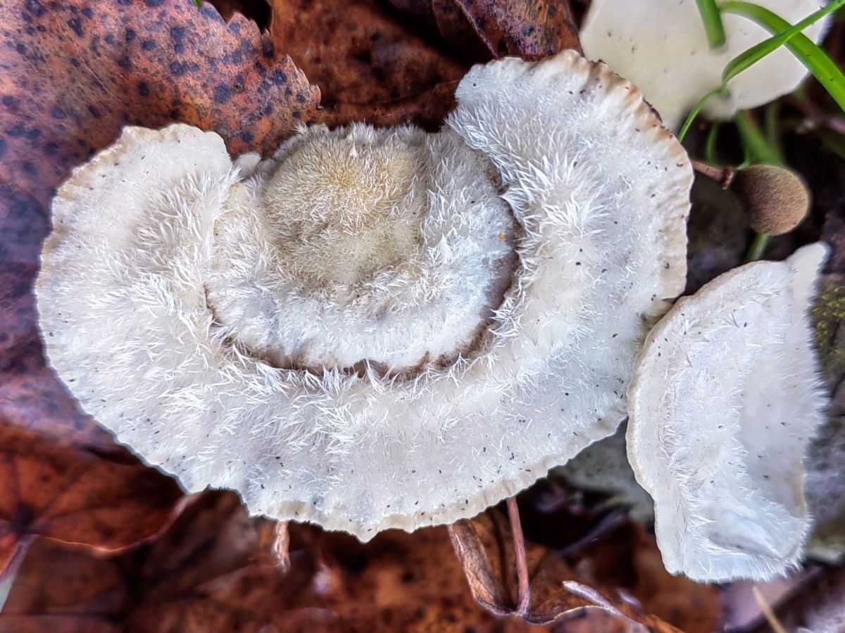 Trametes hirsuta