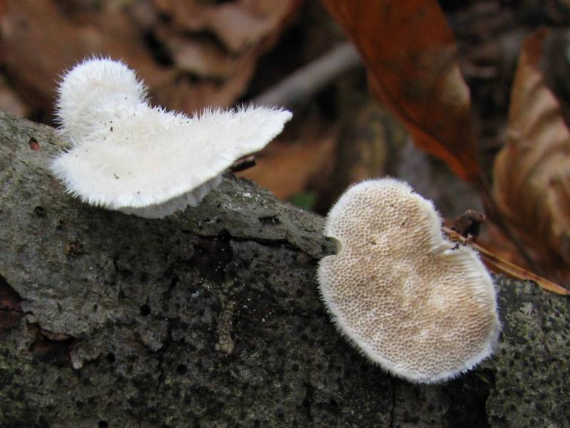 Trametes pubescens