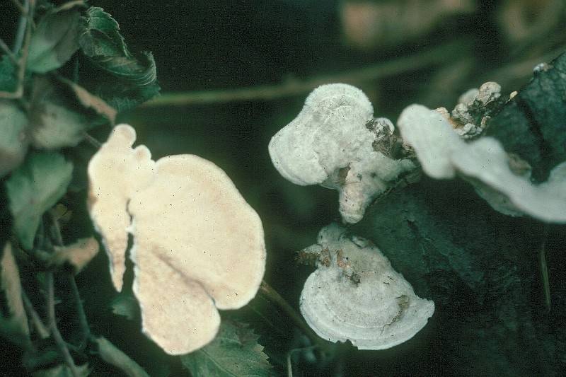 Trametes pubescens