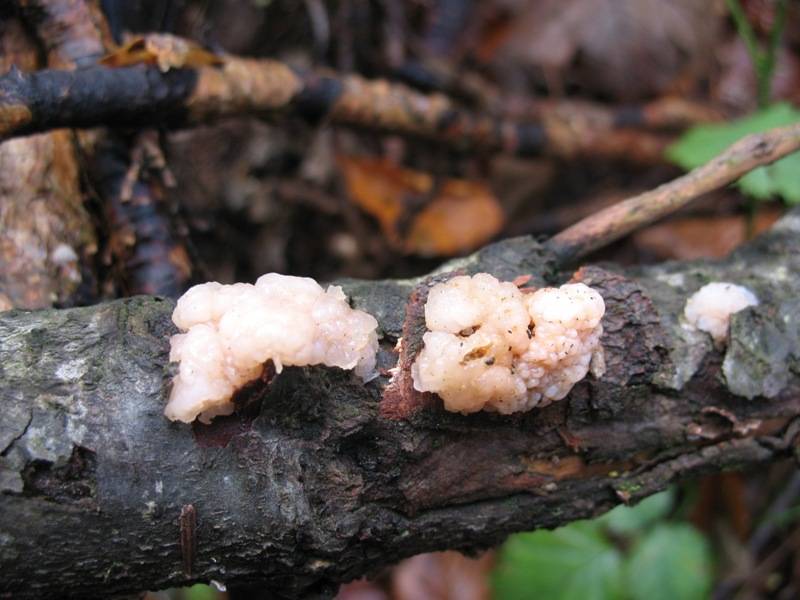 Tremella encephala