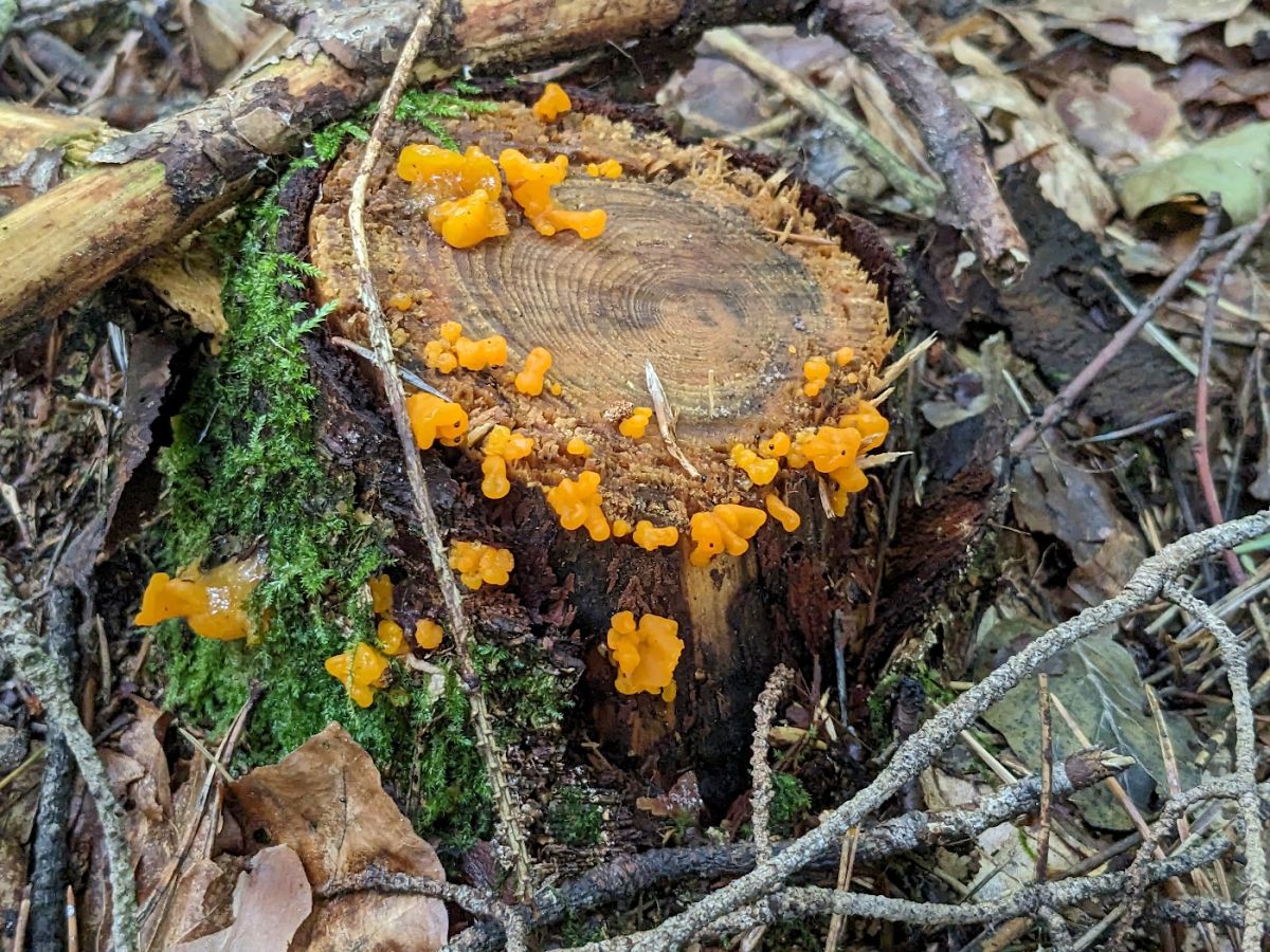 Tremella mesenterica