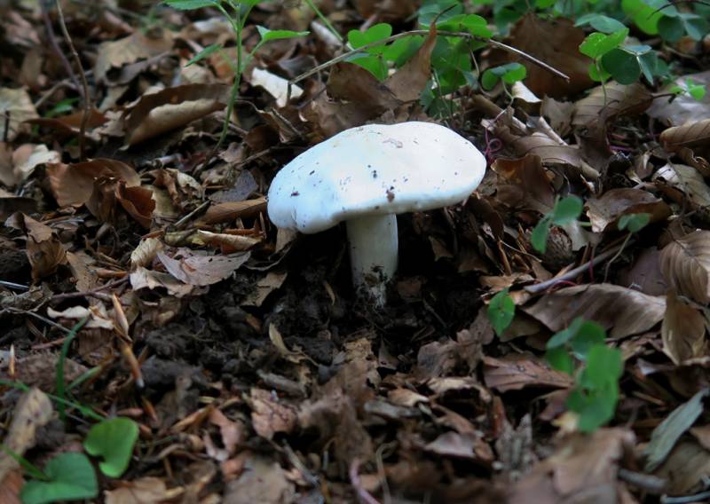 Tricholoma albidum