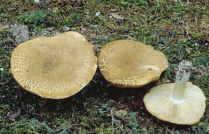 Tricholoma apium