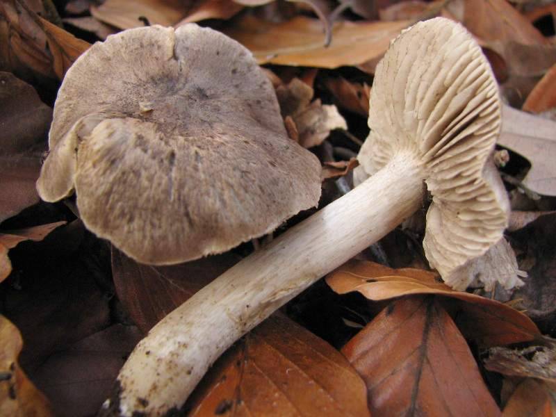 Tricholoma bresadolanum