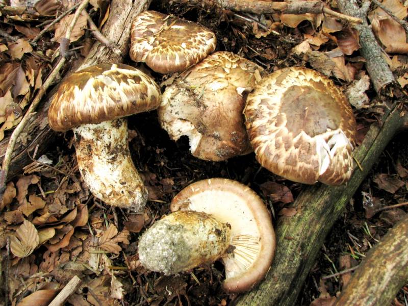 Tricholoma caligatum