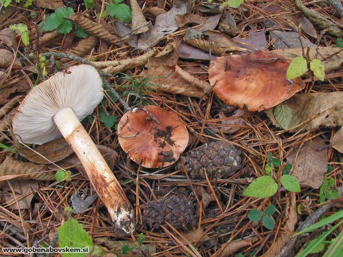 Tricholoma fracticum