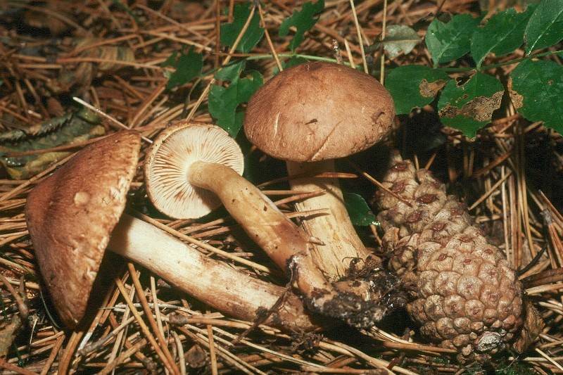 Tricholoma imbricatum