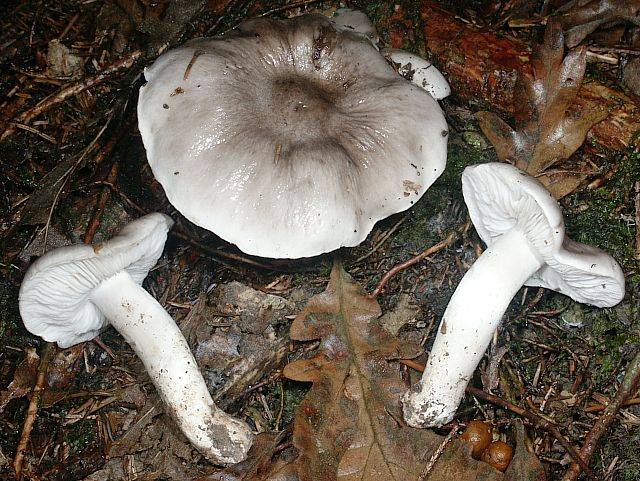 Tricholoma josserandii