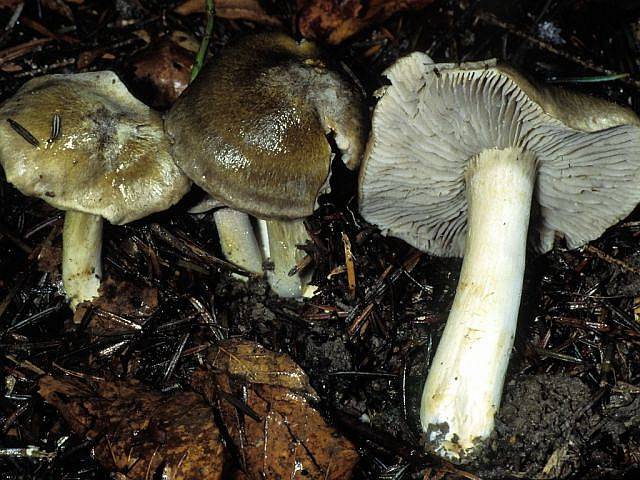 Tricholoma luridum