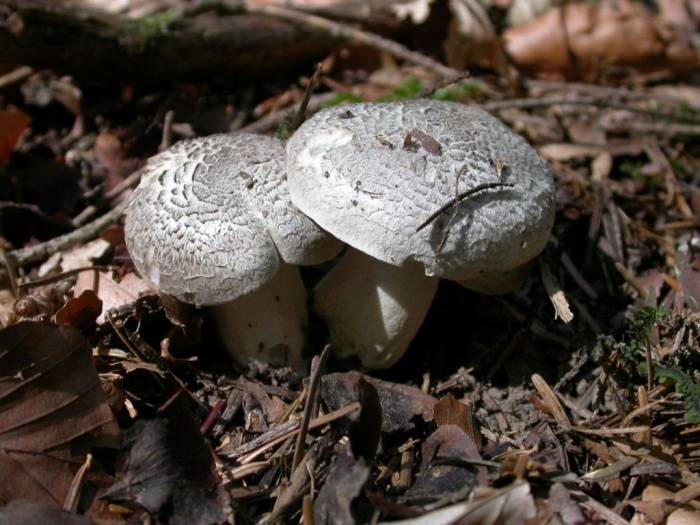 Tricholoma pardinum