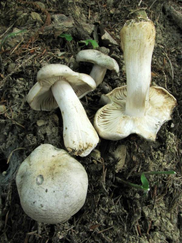 Tricholoma pardinum