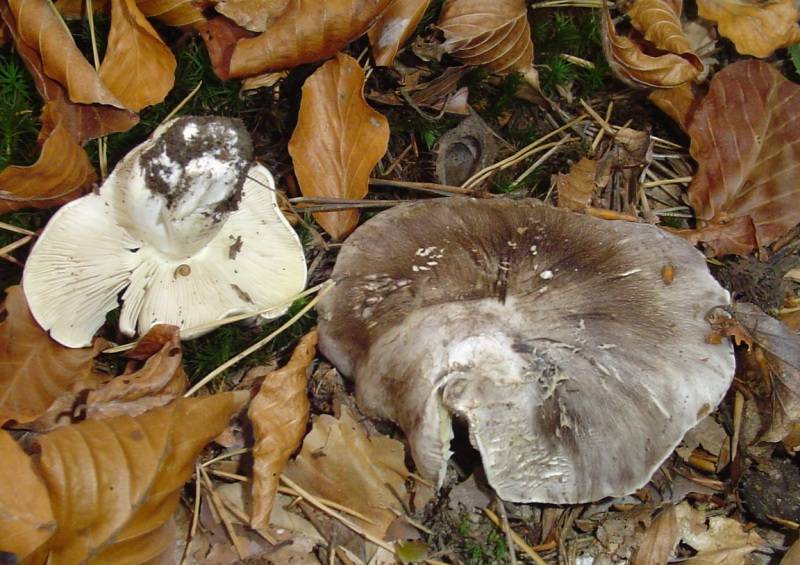 Tricholoma portentosum