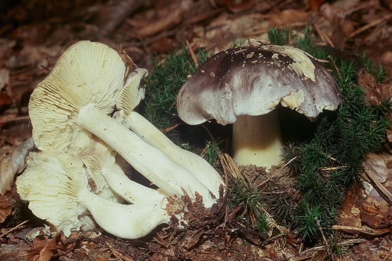 Tricholoma portentosum