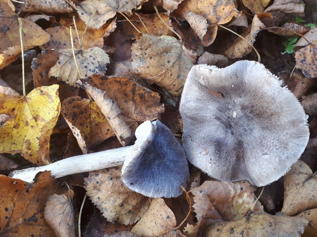 Tricholoma sciodes