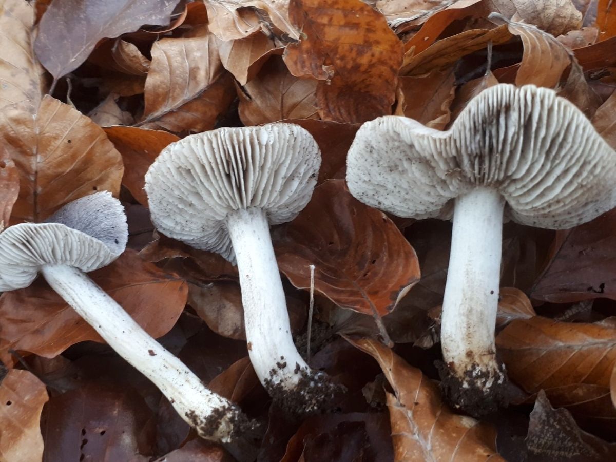 Tricholoma sciodes