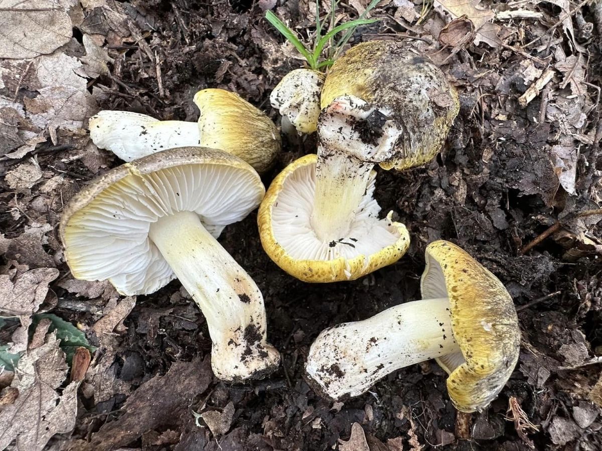 Tricholoma sejunctum