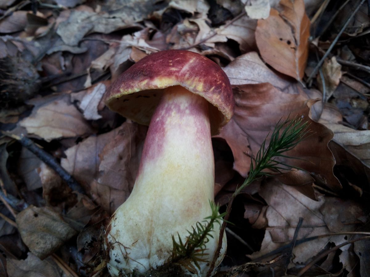 Tricholomopsis rutilans