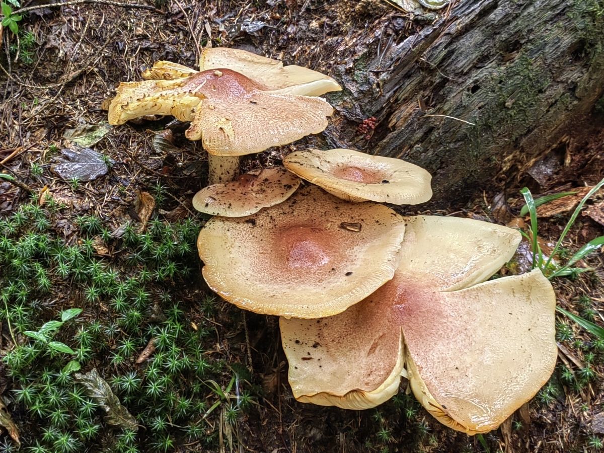 Tricholomopsis rutilans