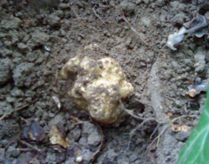 Tuber magnatum