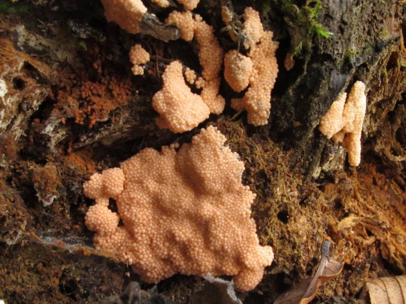 Tubifera ferruginosa