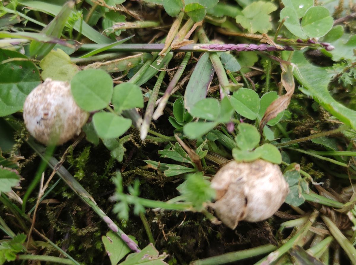 Tulostoma fimbriatum