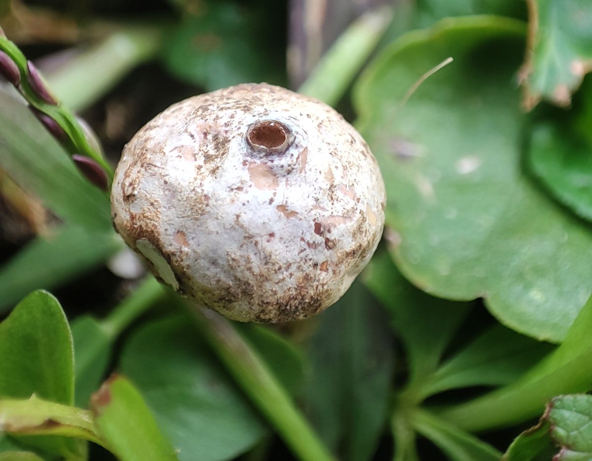 Tulostoma fimbriatum