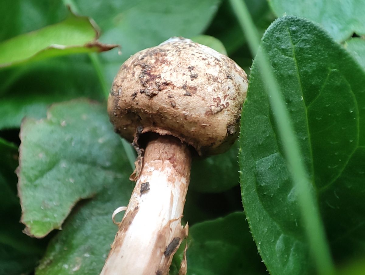 Tulostoma fimbriatum