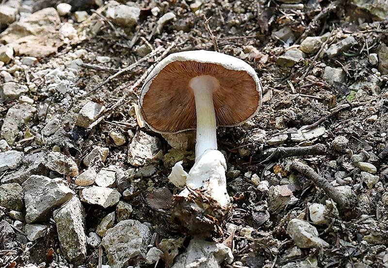 Volvariella bombycina