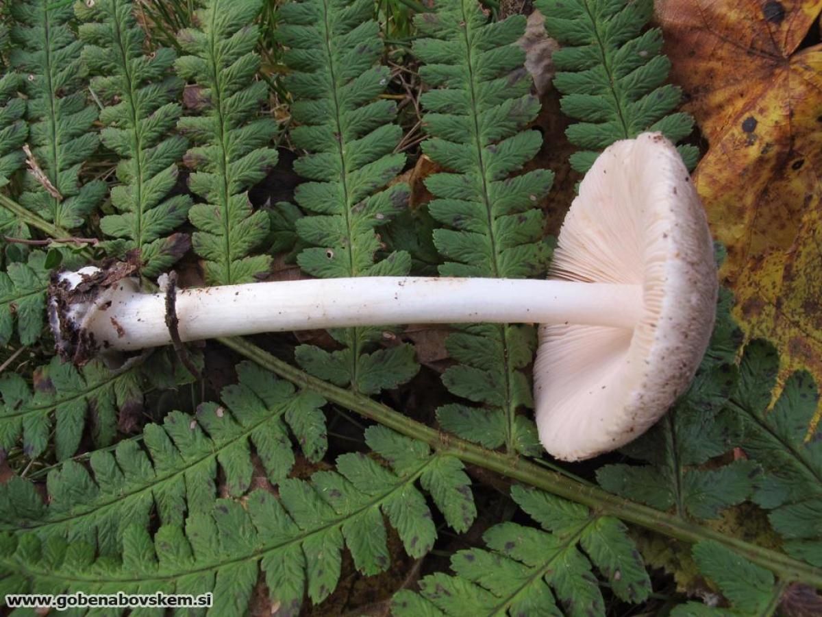 Volvariella caesiotincta