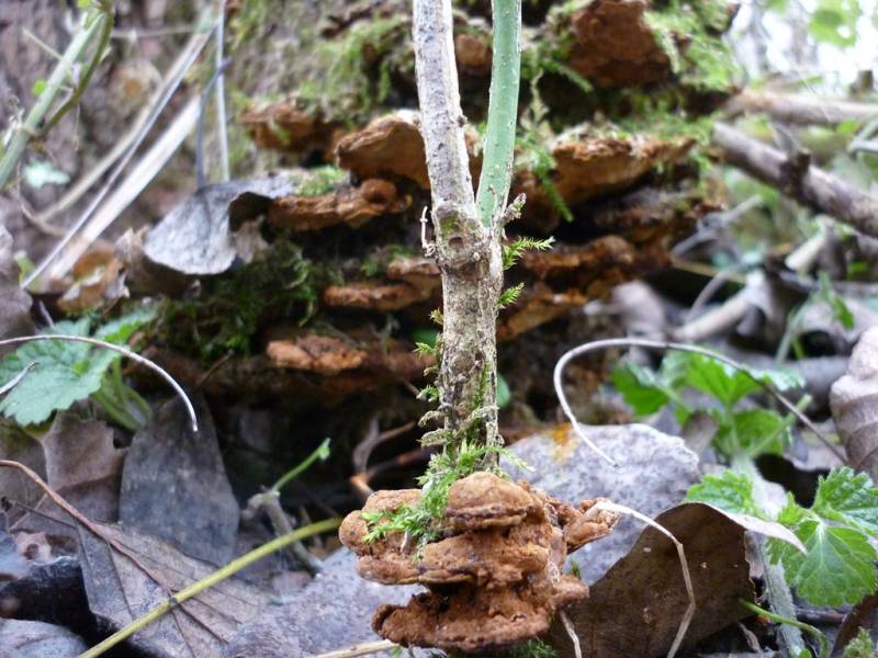 Xanthoporia radiata