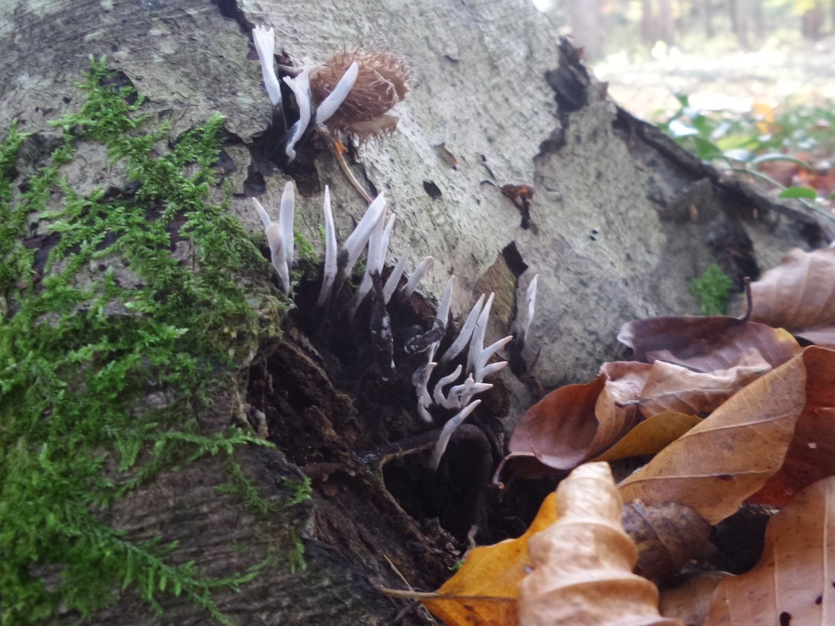 Xylaria hypoxylon