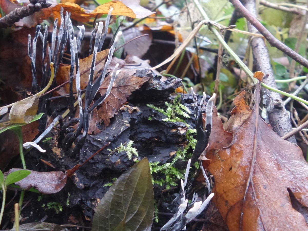 Xylaria hypoxylon