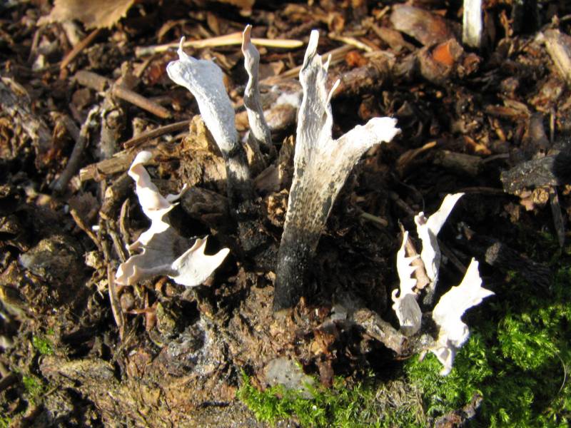 Xylaria hypoxylon