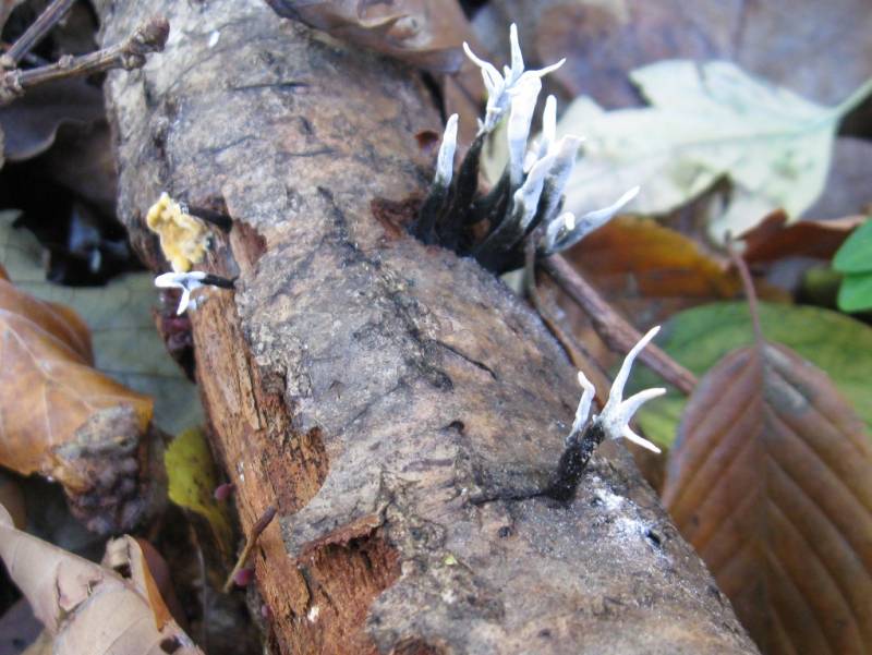 Xylaria hypoxylon