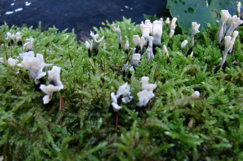 Xylaria hypoxylon