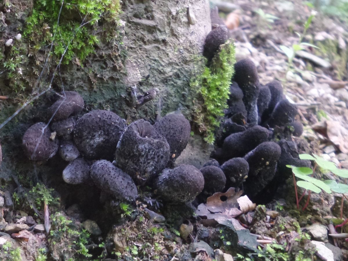 Xylaria polymorpha